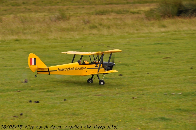 tiger moth