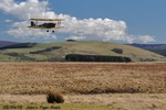 tiger moth